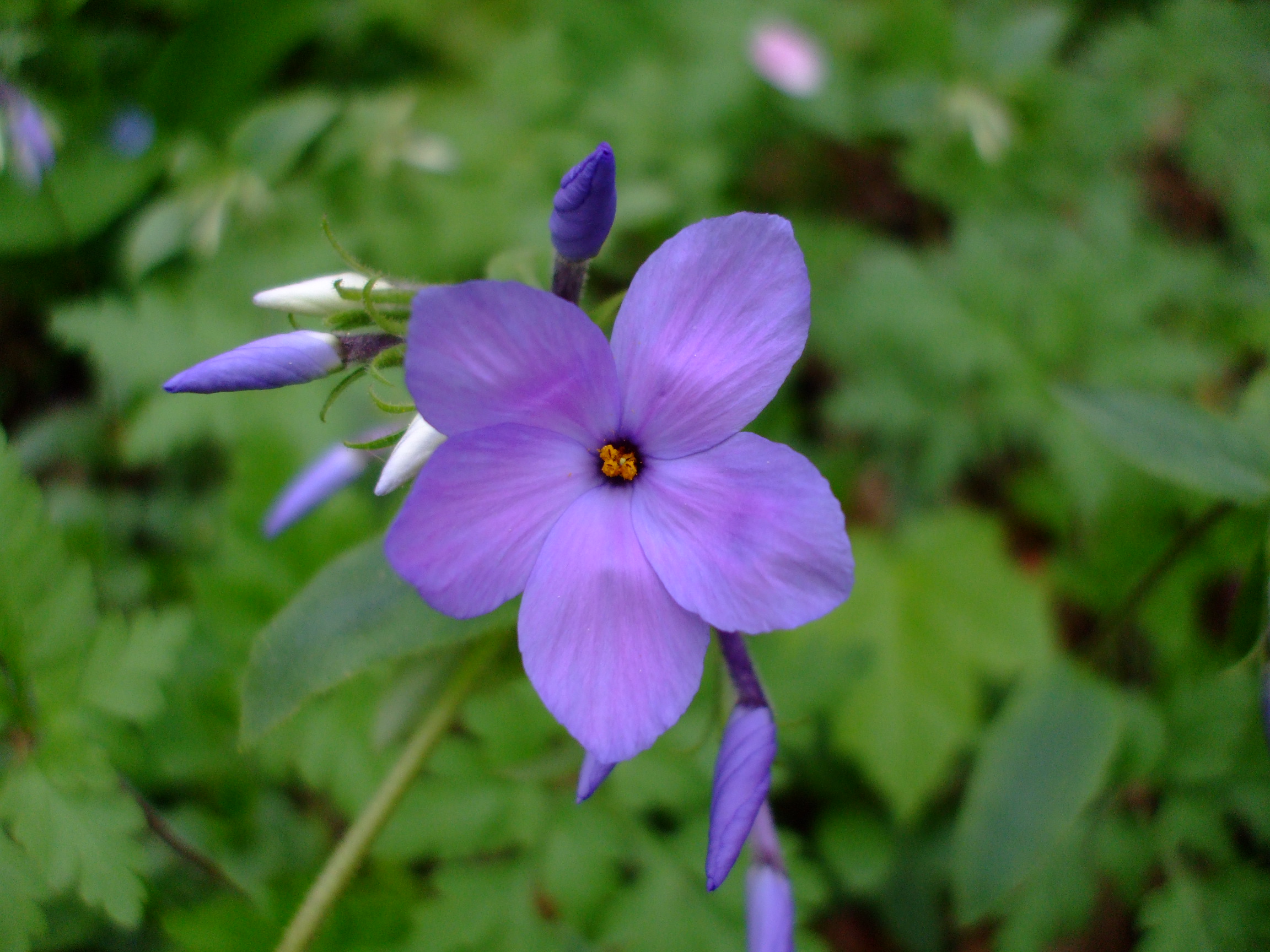 Phlox stolonifera